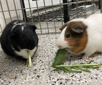 Rescue Guinea Pig Guinea Pigs for Adoption in Pomona, New York - Ace (GP)-Bonded To Bubbles | PetCurious